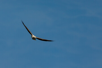 White-bellied sea eagle