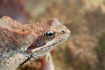 A close-up picture of a frog.