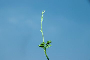 Single leaf standing against blue sky