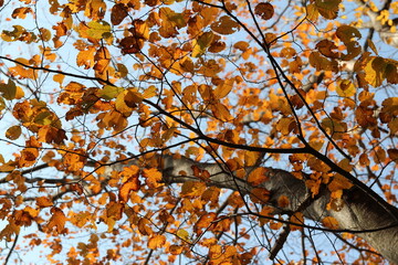 Colourful autumn leaves with blue sky, South Korea