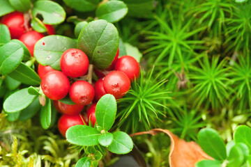 Lingonberry berries on green moss. Red wild berries.