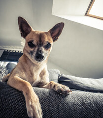 Chihuahua na kanapie - obrazy, fototapety, plakaty