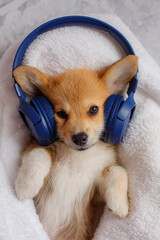 a puppy is lying in headphones, a Welsh Corgi Pembroke puppy is lying in a blanket listening to music in headphones