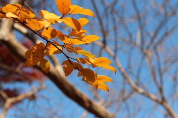 Colourful autumn leaves with blue sky, South Korea
