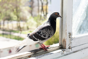 a dove sits on the windowsill of an old balcony