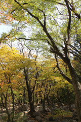 Naklejka premium Autumn view of colourful leaves in forest, South Korea