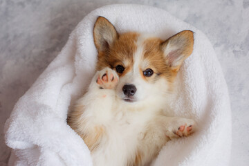 cute Welsh Corgi Pembroke puppy is lying on a blanket on its back. the concept of cute funny pets