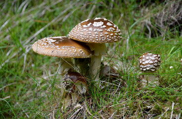 The hat is spherically closed in youth, later hemispherical and distributed in adulthood, 5-15 cm...