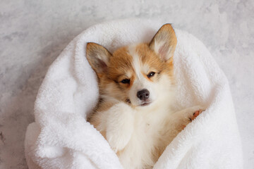 cute Welsh Corgi Pembroke puppy is lying on a blanket on its back