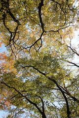 Autumn view of colourful leaves in forest, South Korea