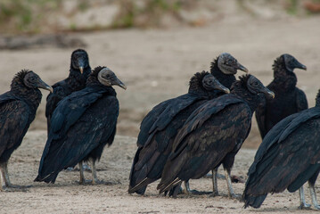 American Black Vultures, Coiba National Park, Panama
