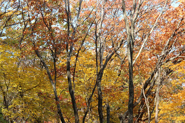 Autumn view of colourful leaves in forest, South Korea