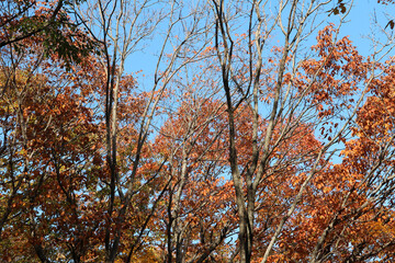 Autumn view of colourful leaves in forest, South Korea