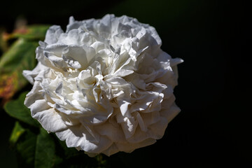 Petal of blooming rose in garden