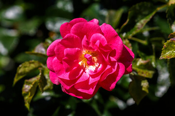 Petal of blooming rose in garden