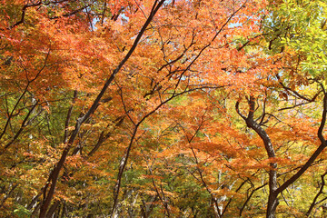 Autumn view of colourful leaves and tree branches in forest, South Korea