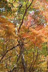 Autumn view of colourful leaves and tree branches in forest, South Korea
