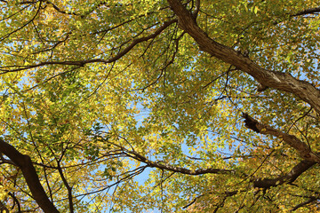 Colourful autumn leaves and artistic tree branches with blue sky, South Korea