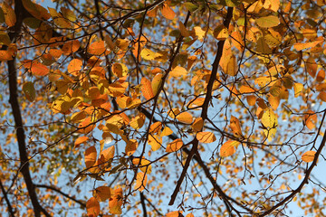 Colourful autumn leaves with blue sky, South Korea