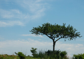 Lone acacia tree, green grassland and cumulus clouds in savanna