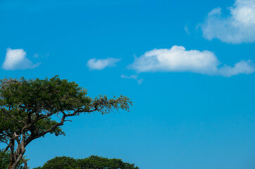 Green branches of the acacia tree with against the blue sky with cumulus clouds . Abstract background with space for text. Template for collage and design.
