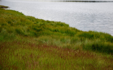 lake shore with trees and grass mountain meadows acidic peat water with aquatic plants in the forest