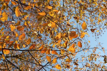 Colourful autumn leaves with blue sky, South Korea