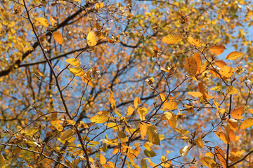 Colourful autumn leaves with blue sky, South Korea