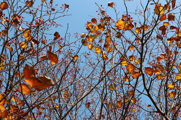 Colourful autumn leaves with blue sky, South Korea