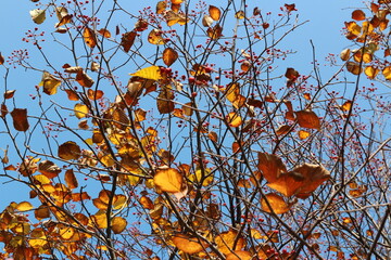 Colourful autumn leaves with blue sky, South Korea