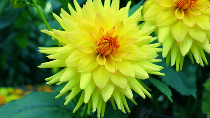yellow dahlia flower