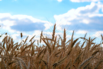 Fototapeta premium Wheat field. Ears of golden wheat close up. Rural Scenery under Shining sunset. close-up selective focus