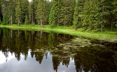 lake shore with trees and grass mountain meadows acidic peat water with aquatic plants in the forest