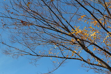 Colourful autumn leaves and artistic tree branches with blue sky, South Korea