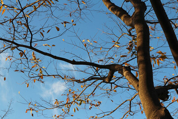 Colourful autumn leaves and artistic tree branches with blue sky, South Korea