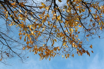Colourful autumn leaves and artistic tree branches with blue sky, South Korea