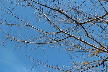 Colourful autumn leaves and artistic tree branches with blue sky, South Korea