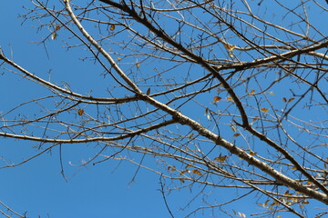 Colourful autumn leaves and artistic tree branches with blue sky, South Korea
