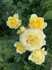 garden roses