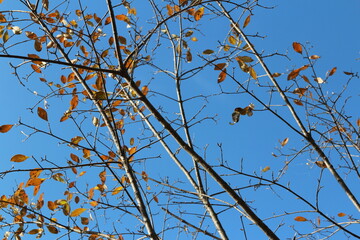 Colourful autumn leaves and artistic tree branches with blue sky, South Korea