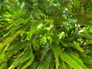 green leaves in the forest