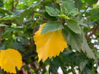 Obraz premium yellow maple leaves