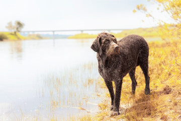 elderly drahthaar dog near the lake