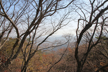 Autumn view of colourful leaves and trees in forest, South Korea