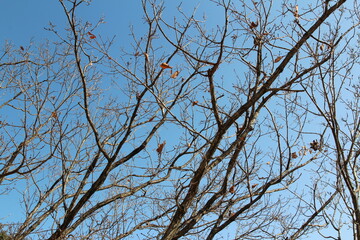 Colourful autumn leaves and artistic tree branches with blue sky, South Korea