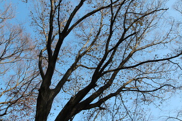 Colourful autumn leaves and artistic tree branches with blue sky, South Korea