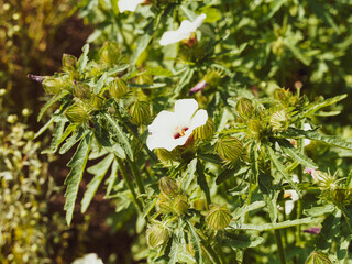 Hibiscus trionum, Ketmie d'Afrique ou Fleur d'une heure en forme de cloche de couleur blanc crème...