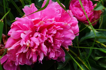 Closeup of pink peony flower in the garden