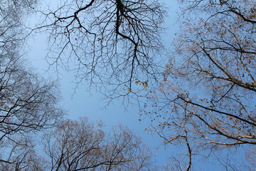 Colourful autumn leaves and artistic tree branches with blue sky, South Korea