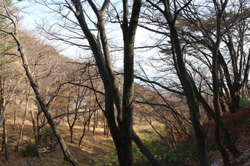 Fototapeta na wymiar Autumn view of colourful leaves and trees in forest, South Korea